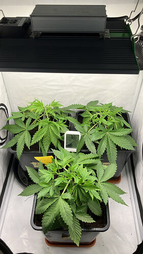 Drei junge Cannabispflanzen in einem Growzelt unter einer LED-Lampe, mit einem digitalen Thermometer/Hygrometer in der Mitte.