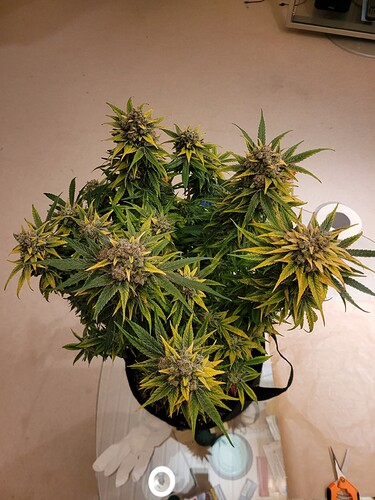 Growreport Bild 2