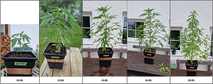 Growreport Bild 6