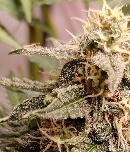Growreport Bild 13