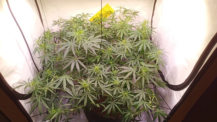 Growreport Bild 15