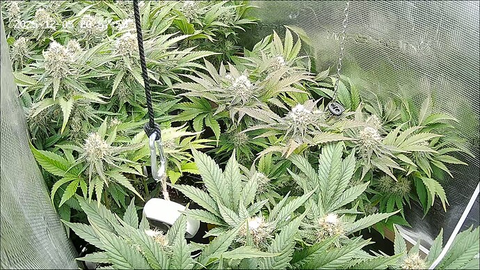 Growreport Bild 18