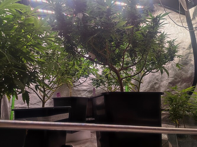 Growreport Bild 25