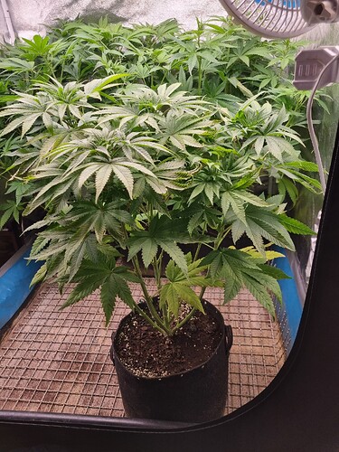 Eine junge Cannabispflanze in einem schwarzen Stofftopf steht auf einem Gitterrost in einem Growzelt. Im Hintergrund sind weitere Pflanzen zu sehen.