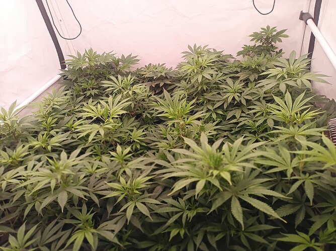 Growreport Bild 1
