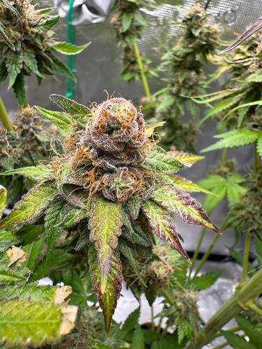 Growreport Bild 6