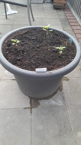 Growreport Bild 6