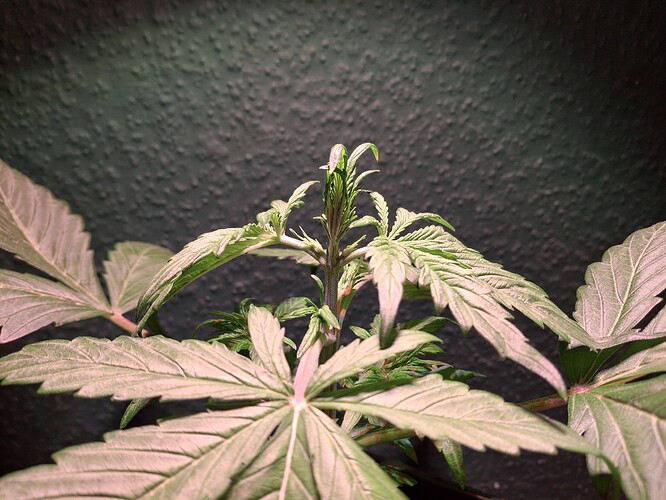 Growreport Bild 4