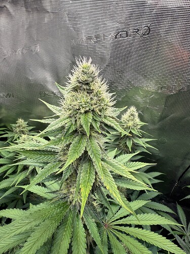 Growreport Bild 4