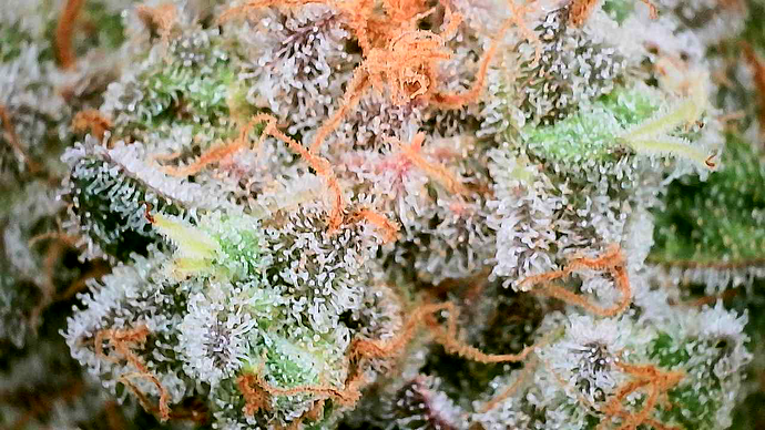 Nahaufnahme eines Cannabis-Buds mit starker Trichombesiedlung und orangefarbenen Stigmen.