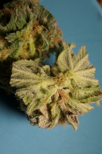 2_Umstellung51_Verdacht (1)