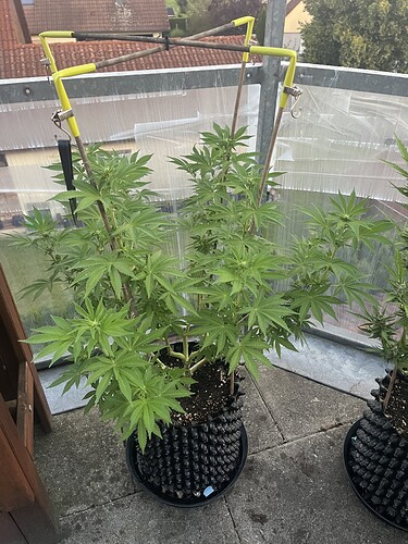 Growreport Bild 7