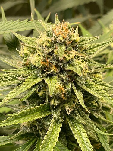 Growreport Bild 40