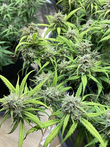 Growreport Bild 36
