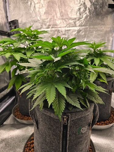 Growreport Bild 13