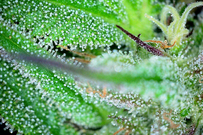 Trichome_dw_251024_3