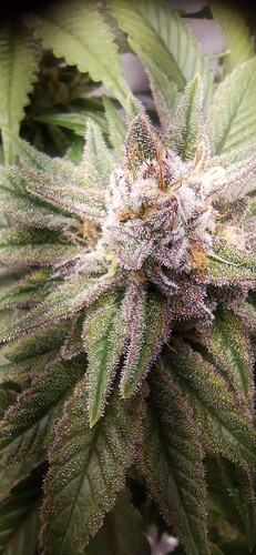 IMG_20240206_120258_1