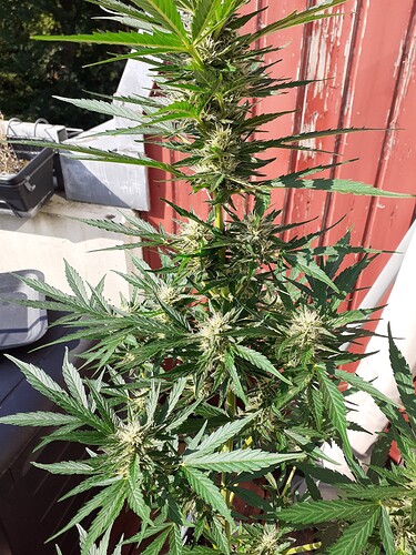 Growreport Bild 106