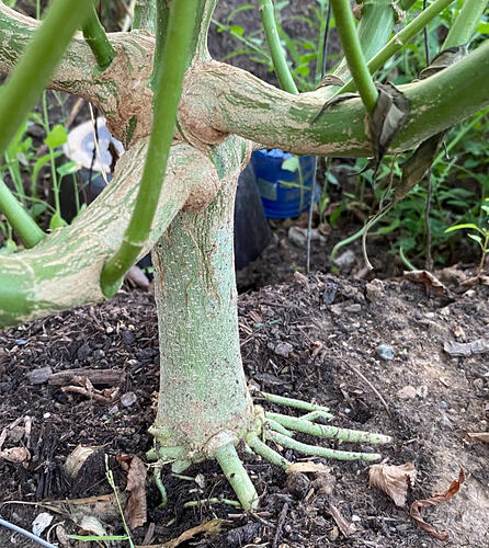 Lemon Haze Stamm nach 100 Tagen