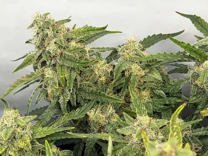 Growreport Bild 2