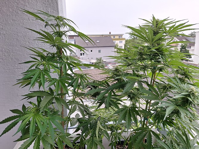 Growreport Bild 5