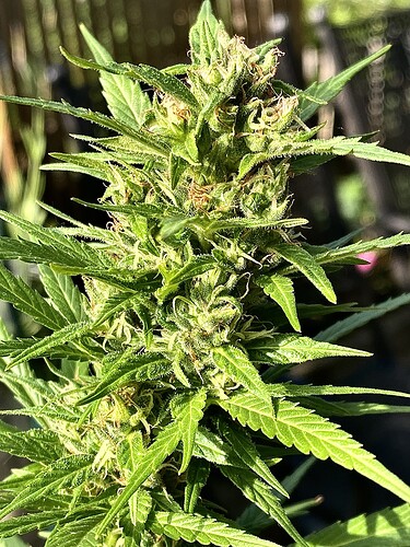 Growreport Bild 4