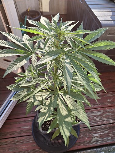 Growreport Bild 48