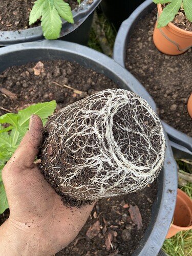 Growreport Bild 21