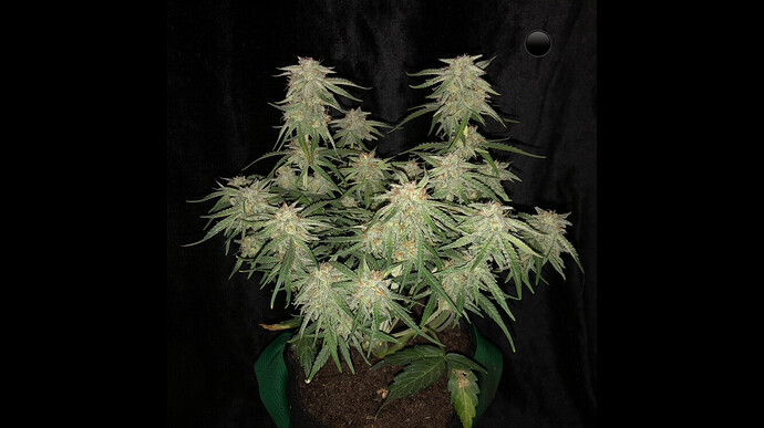 Growreport Bild 1