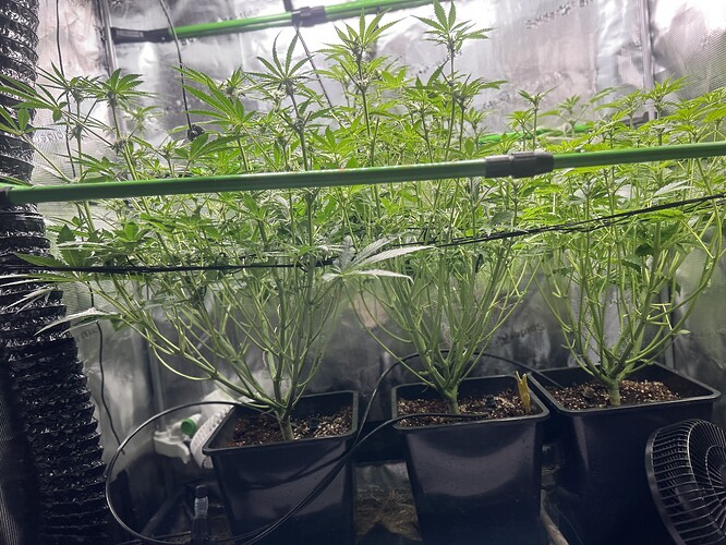 Growreport Bild 70