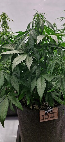 Growreport Bild 22