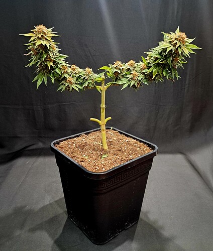 Growreport Bild 47