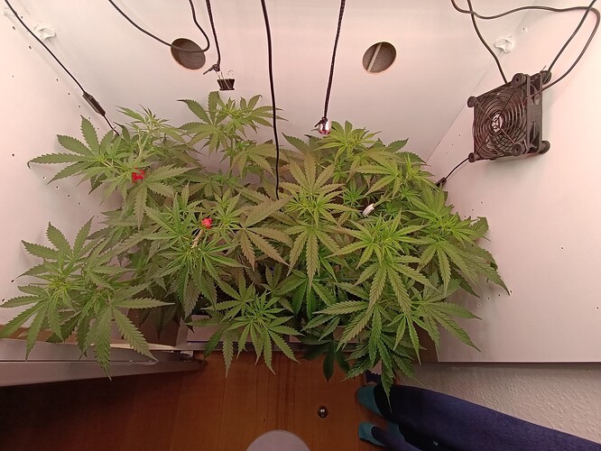 Growreport Bild 33