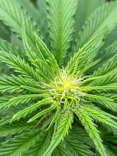 Growreport Bild 4