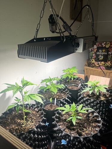 Growreport Bild 7