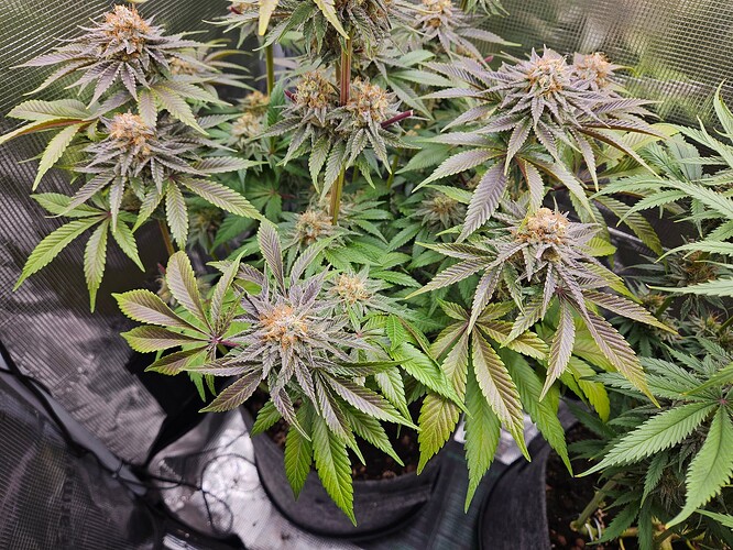 Growreport Bild 22