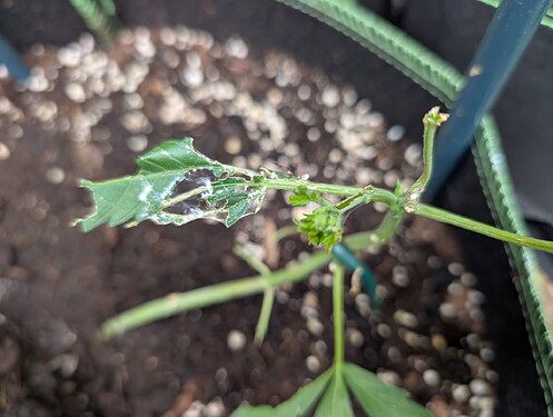 PXL_20250711_082422039.MP