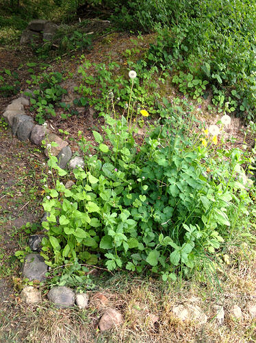 Grow26_0509_8