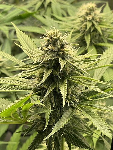 Growreport Bild 6