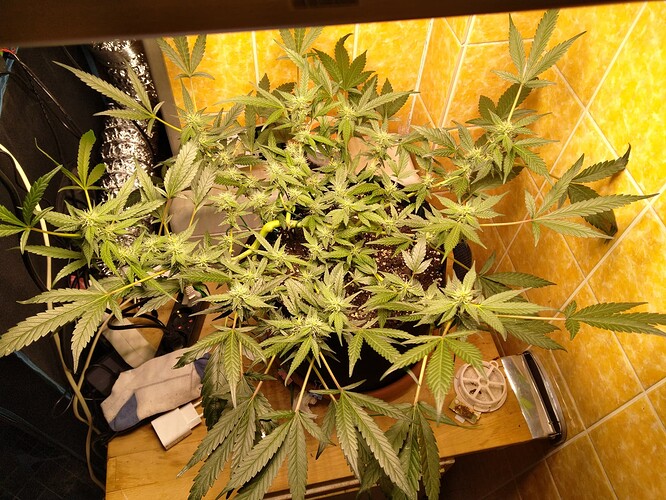Growreport Bild 8