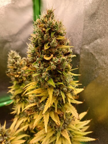 Growreport Bild 14