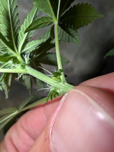 Growreport Bild 5