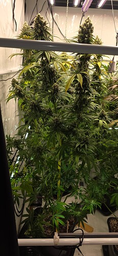 Growreport Bild 7