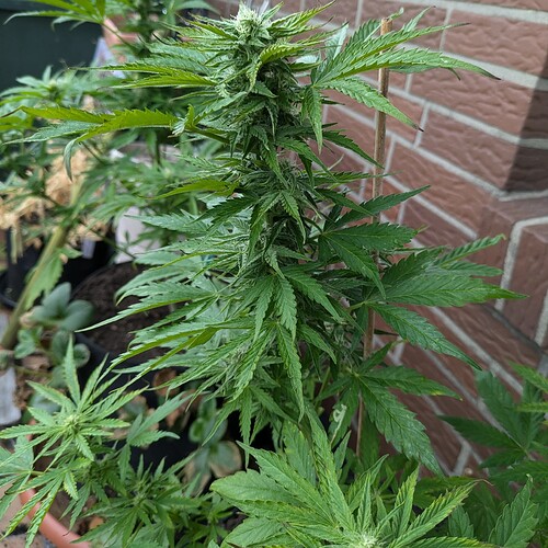 PXL_20240703_105947050