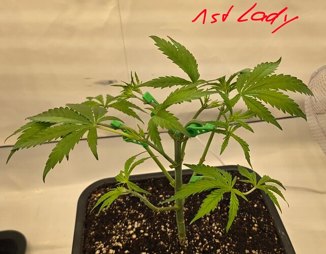 Growreport Bild 27