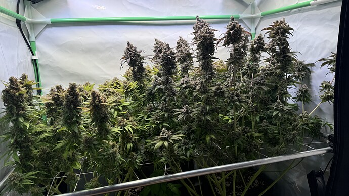 Growreport Bild 2