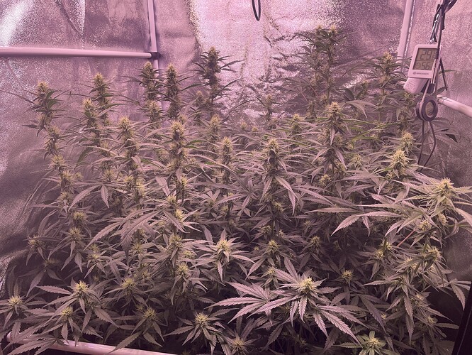 Growreport Bild 2