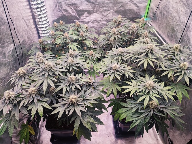Growreport Bild 25