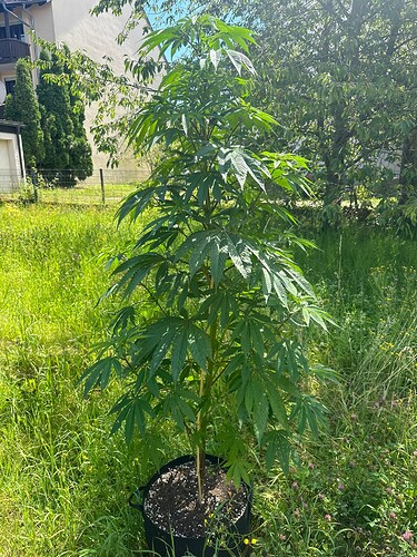 Growreport Bild 3