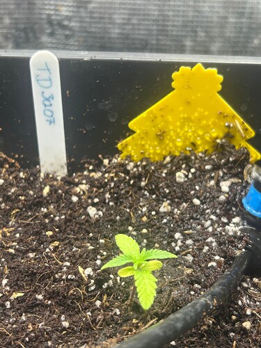 Growreport Bild 43